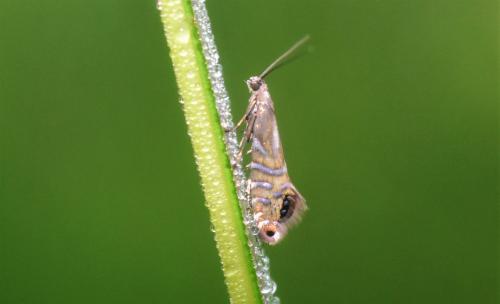 Glyphipterix thrasonella